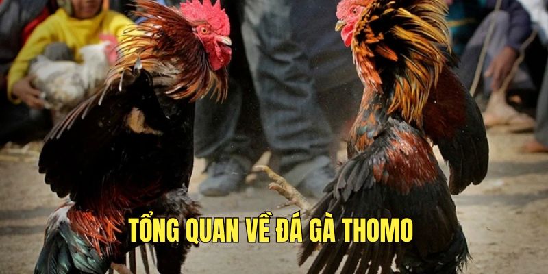 da-ga-thomo-duoc-dong-dao-cuoc-thu-yeu-thich