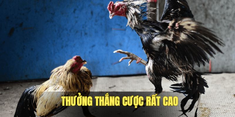 muc-thuong-tu-thang-cuoc-da-ga-rat-cao-tai-ip88