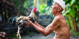 nhung-diem-quan-trong-ban-can-nam-ro-ve-bo-mon-da-ga-don-c1
