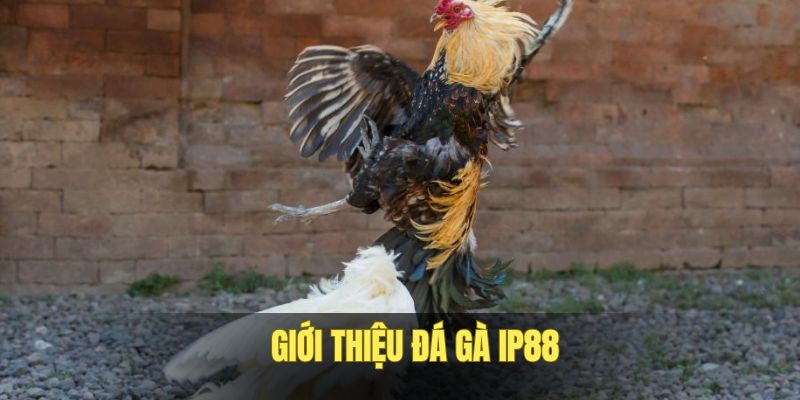 so-luoc-ve-sanh-game-da-ga-ip88