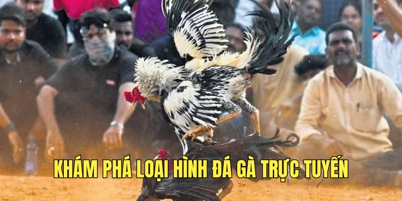 Đa dạng loại hình đá gà trực tuyến hấp dẫn