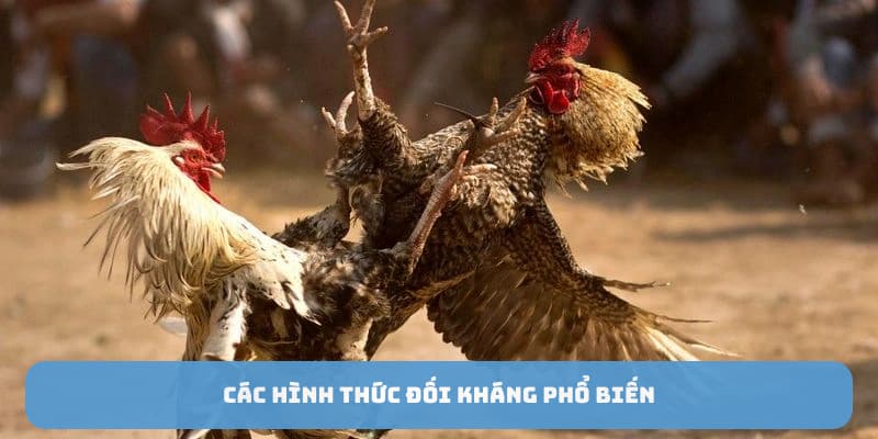 da-ga-philippines-hinh-thuc