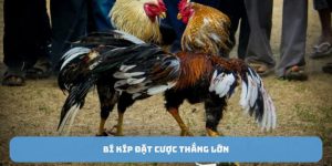 da-ga-philippines-meo