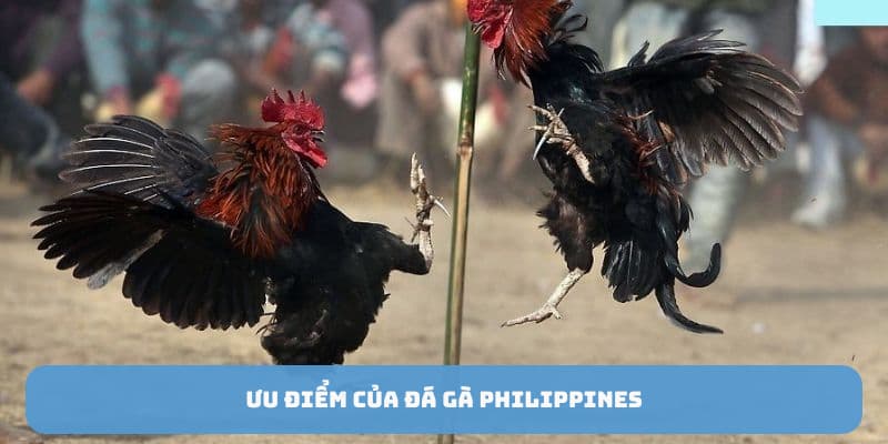 uu-diem-cua-da-ga-philippines