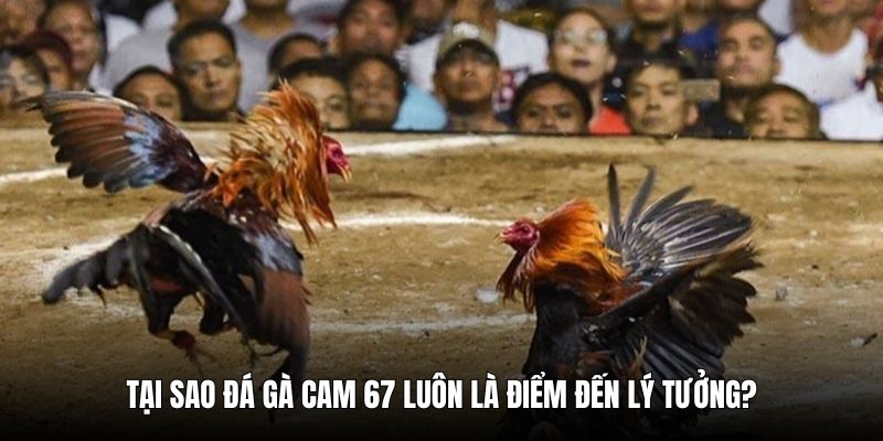 da-ga-cam-67-uu-diem